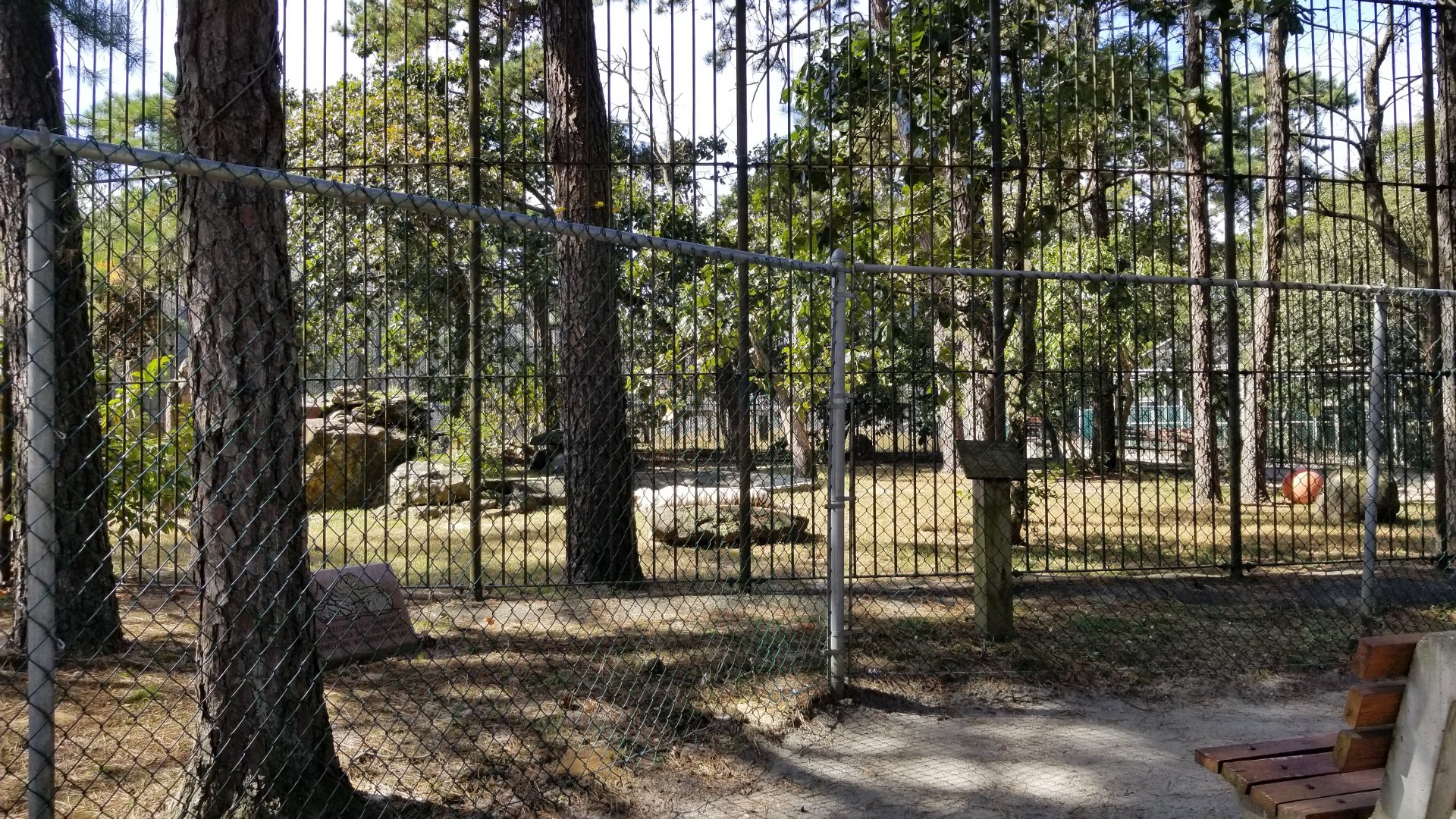 Popcorn Park - White tiger