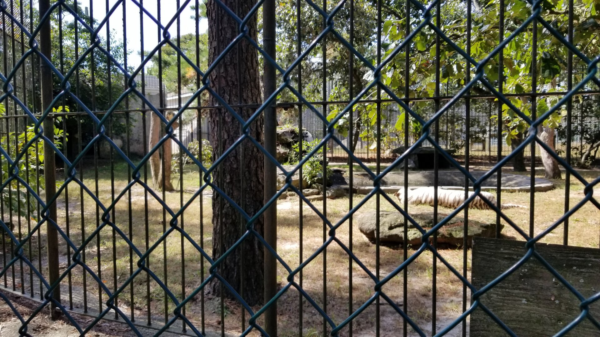 Popcorn Park - White tiger