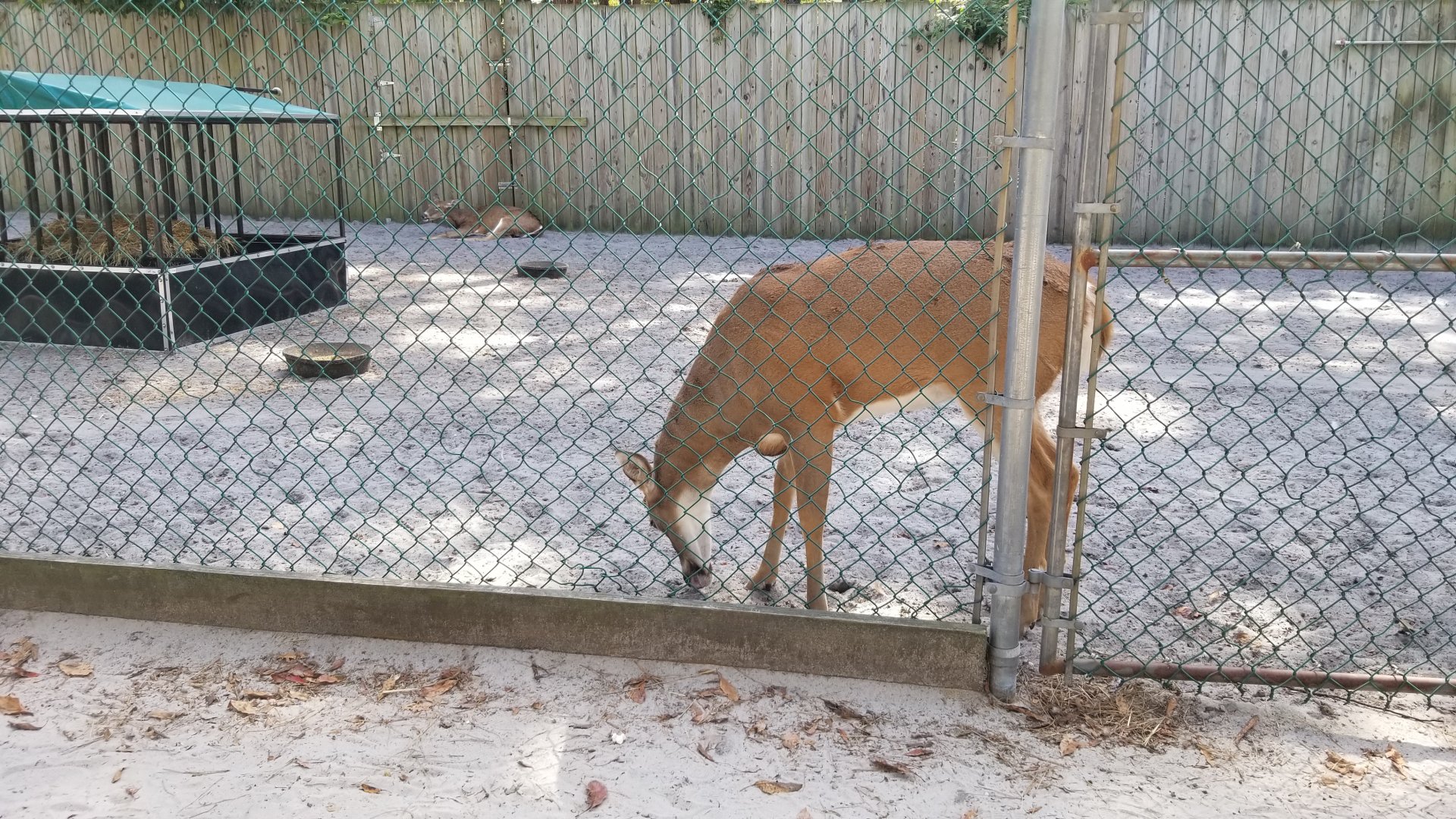 Popcorn Park - Whitetail deer