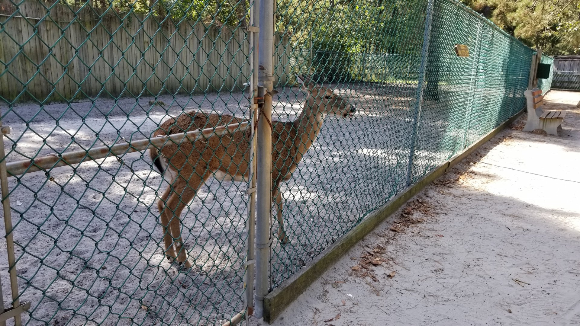 Popcorn Park - Whitetail deer