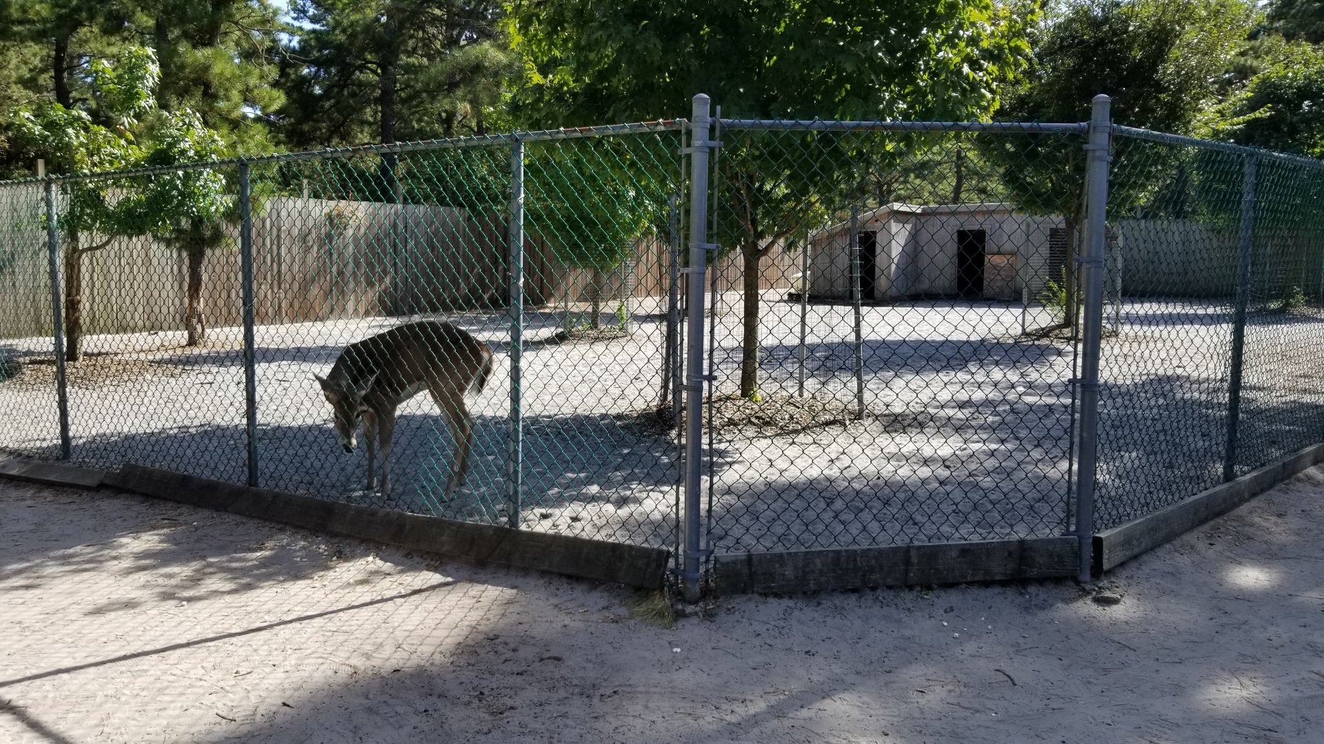 Popcorn Park - Whitetail deer