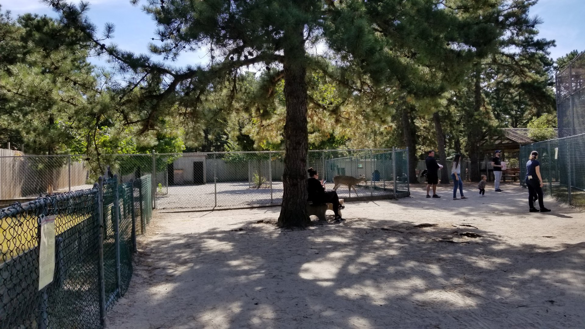 Popcorn Park - Whitetail in front