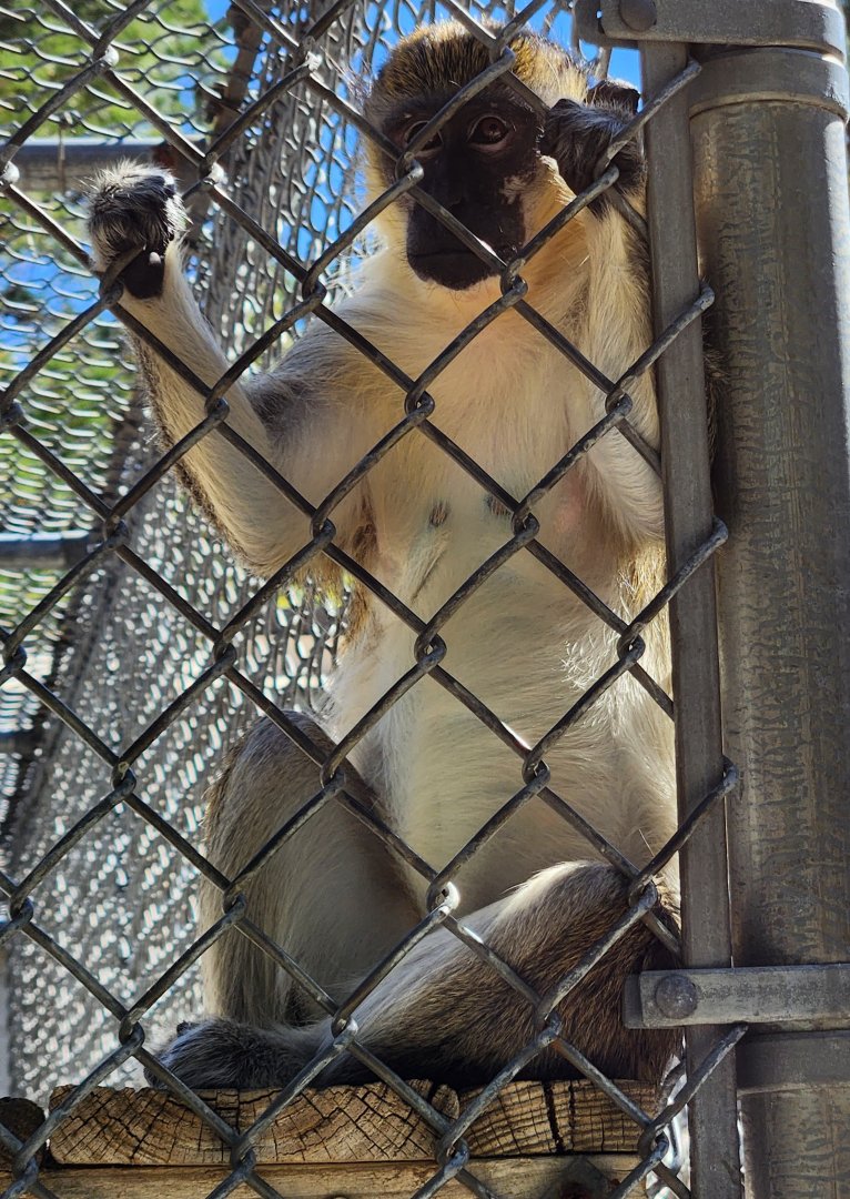 Popcorn Park Zoo - Chlorocebus sabaeus