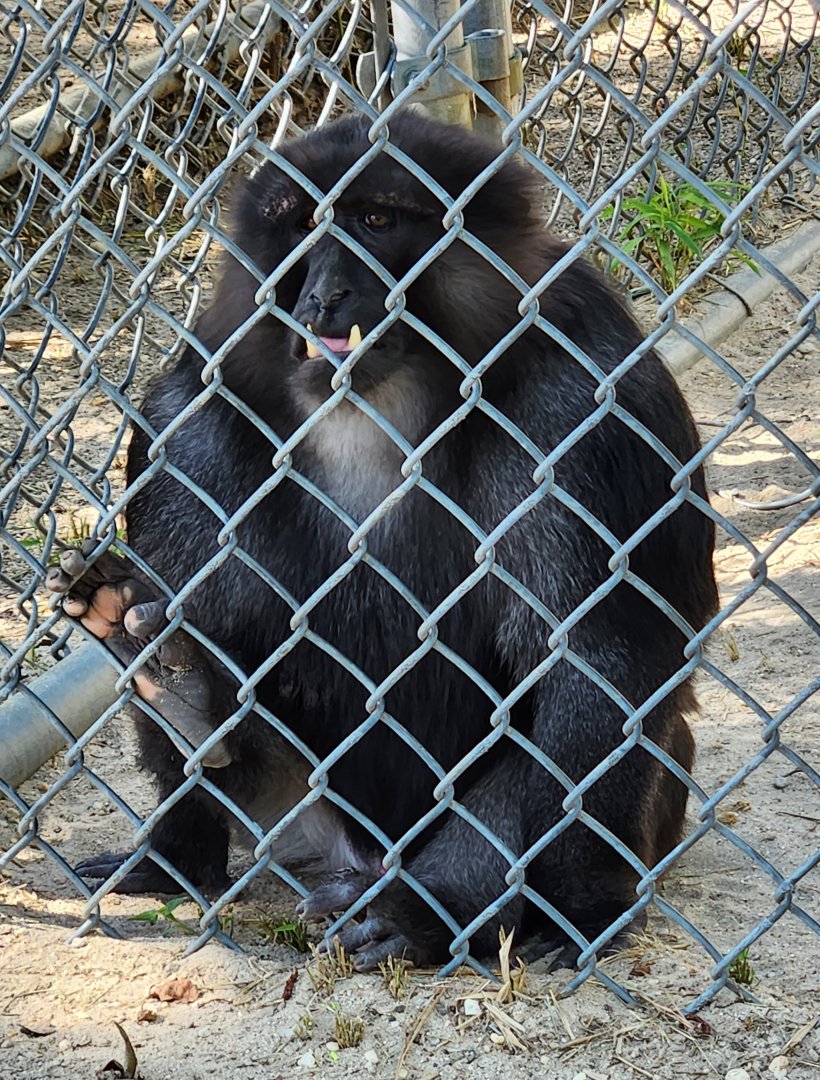 Popcorn Park Zoo - Hybrid macaque
