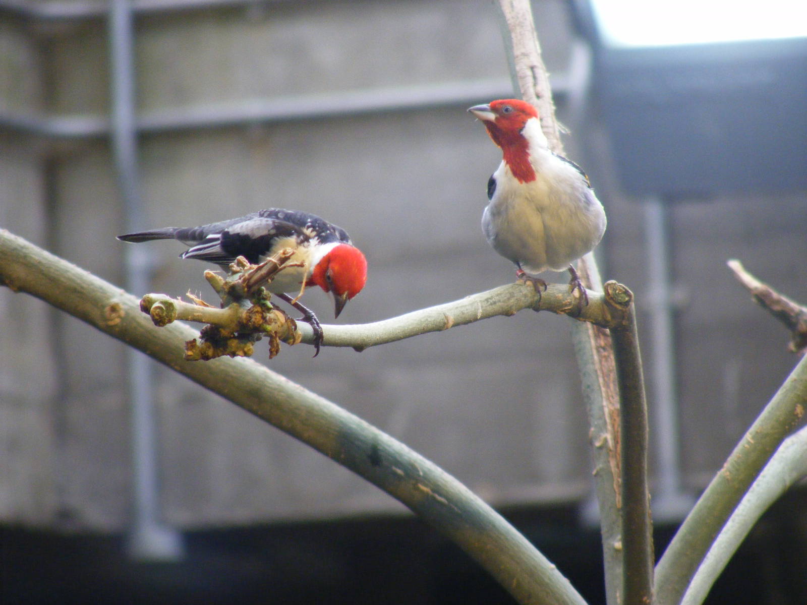 Pope Cardinals at London Zoo, 15 January 2011