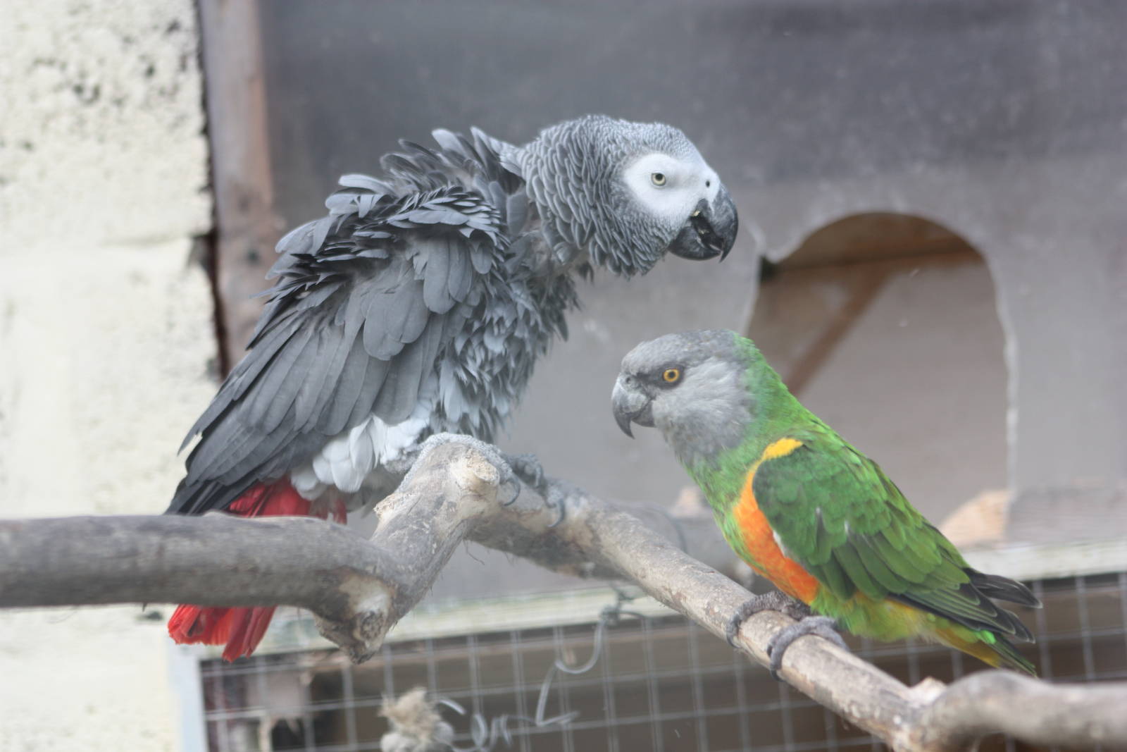 Popeye and Simon, 21st August 2014