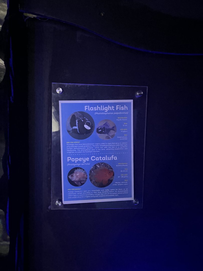 popeye catalufa & eyelight fish signage