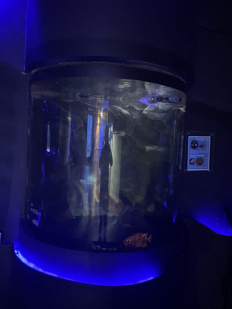 popeye catalufa & eyelight fish tank