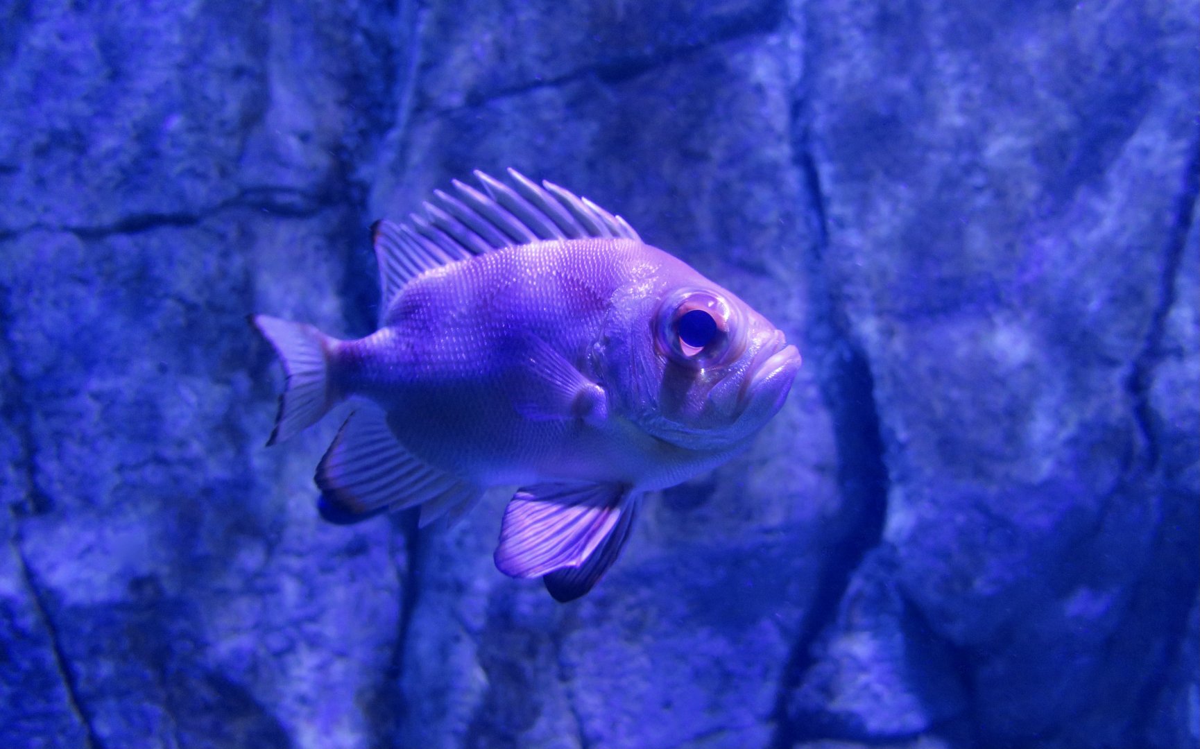 Popeye Catalufa (Pristigenys serrula)