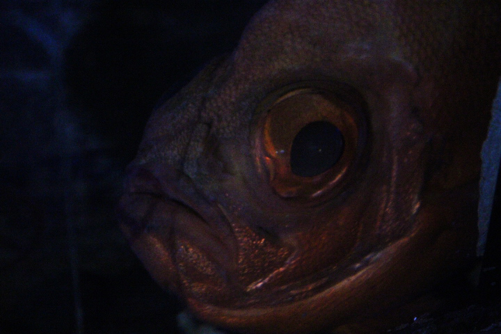 Popeye catalufa (Pristigenys serrula)