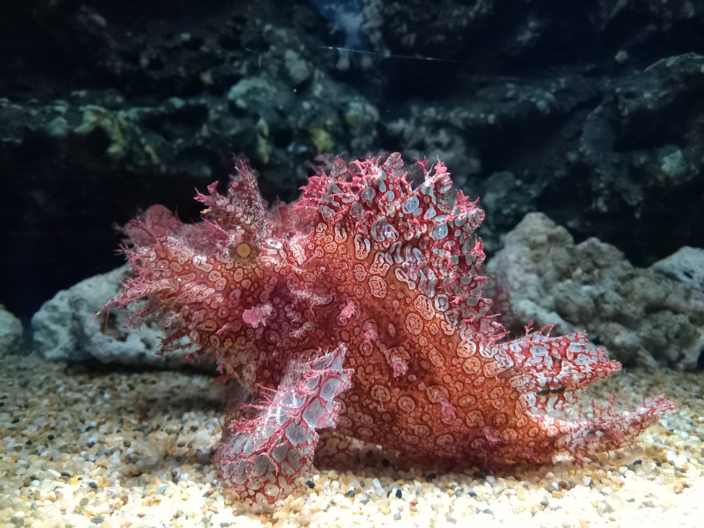 Popeyed Scorpionfish, Xpark Aquarium