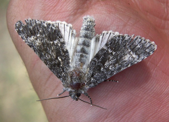 Poplar Grey (Acronicta megacephala)