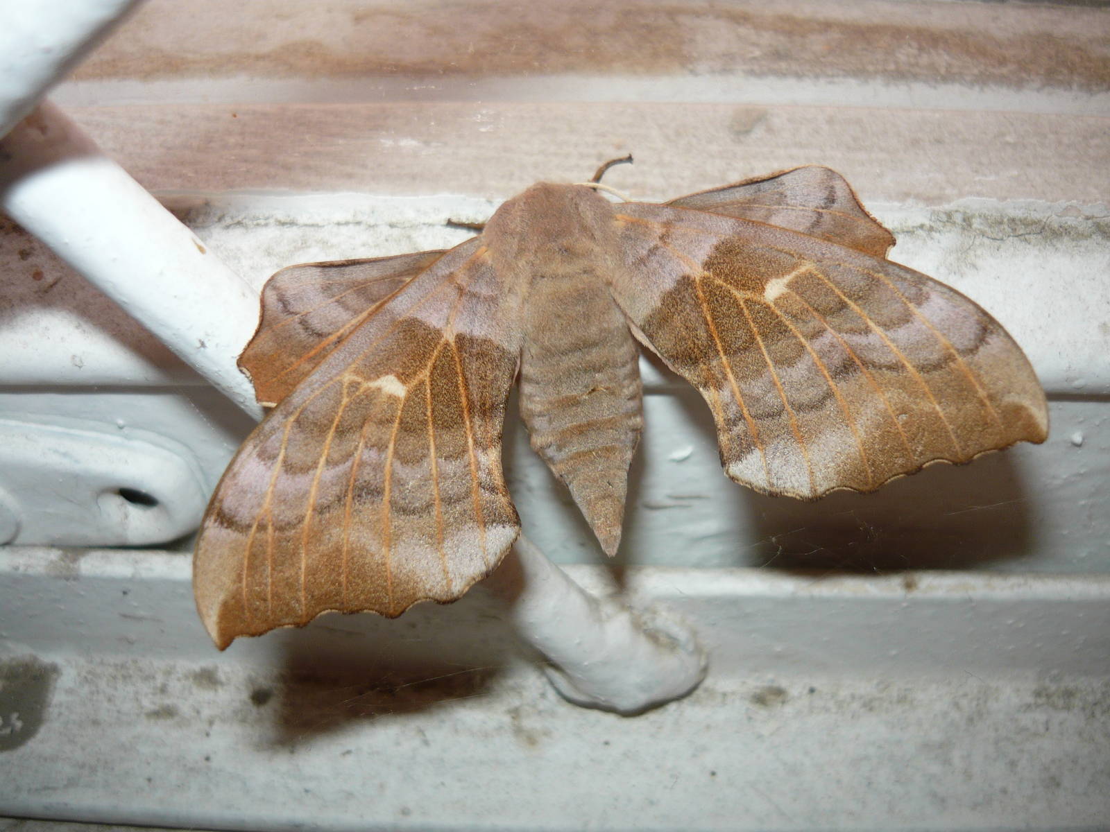 Poplar hawk-moth (Laothoe populi)