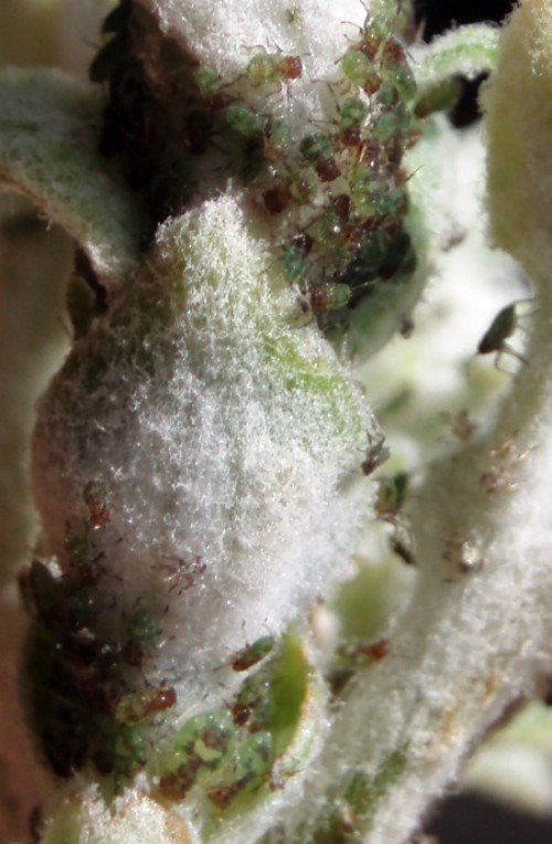Poplar Shoot Aphids (Chaitophorus populeti)