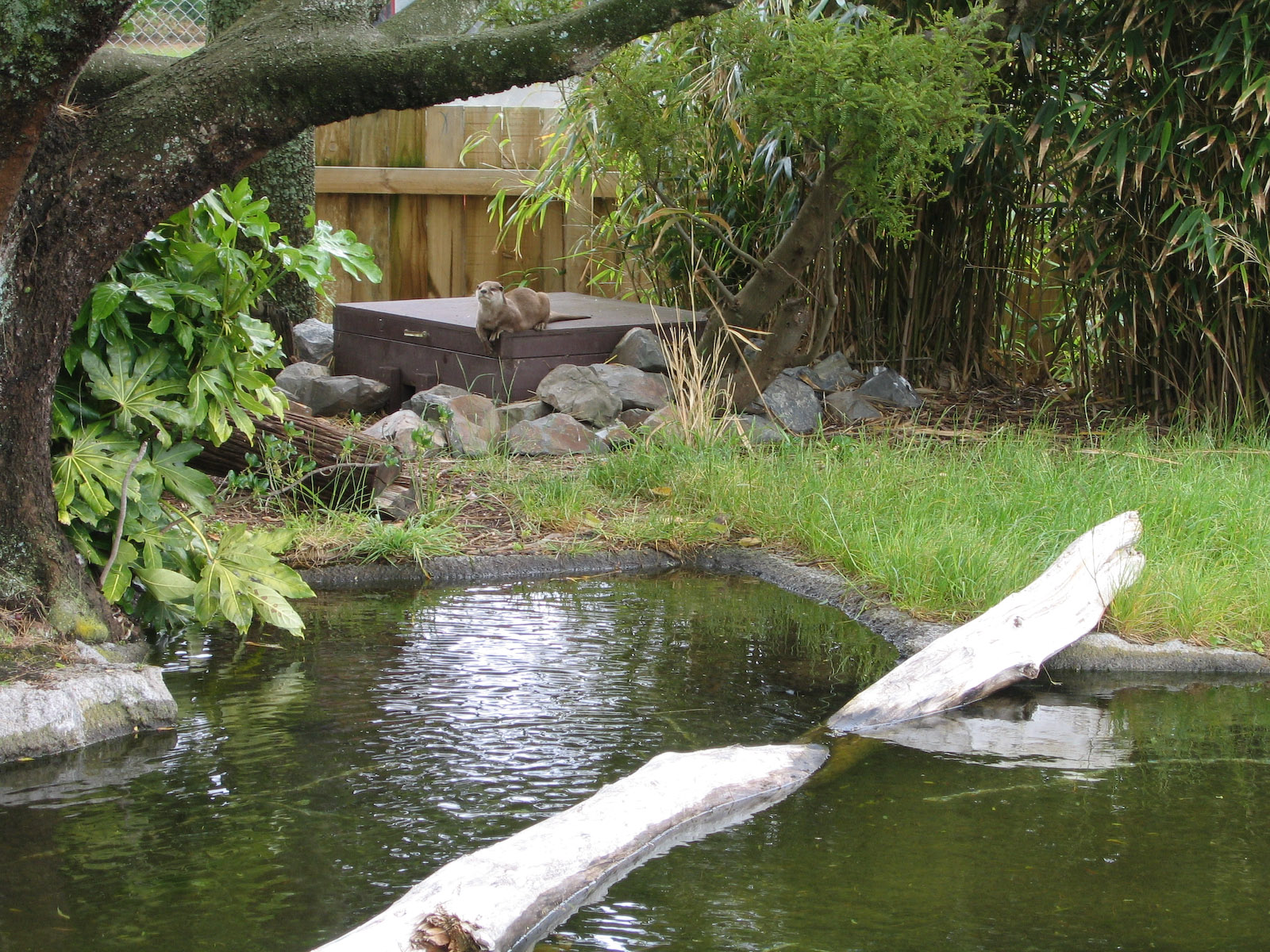 Poppa the Otter - Nov 2003