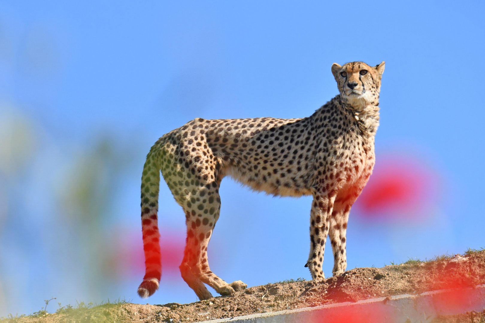 Poppy cheetah