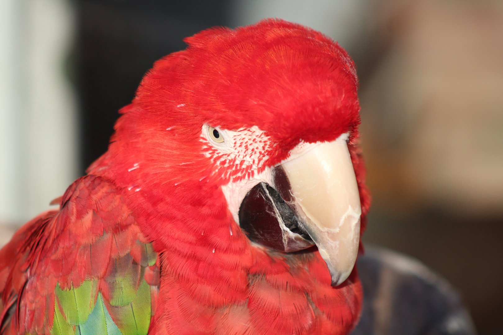 Poppy Macaw