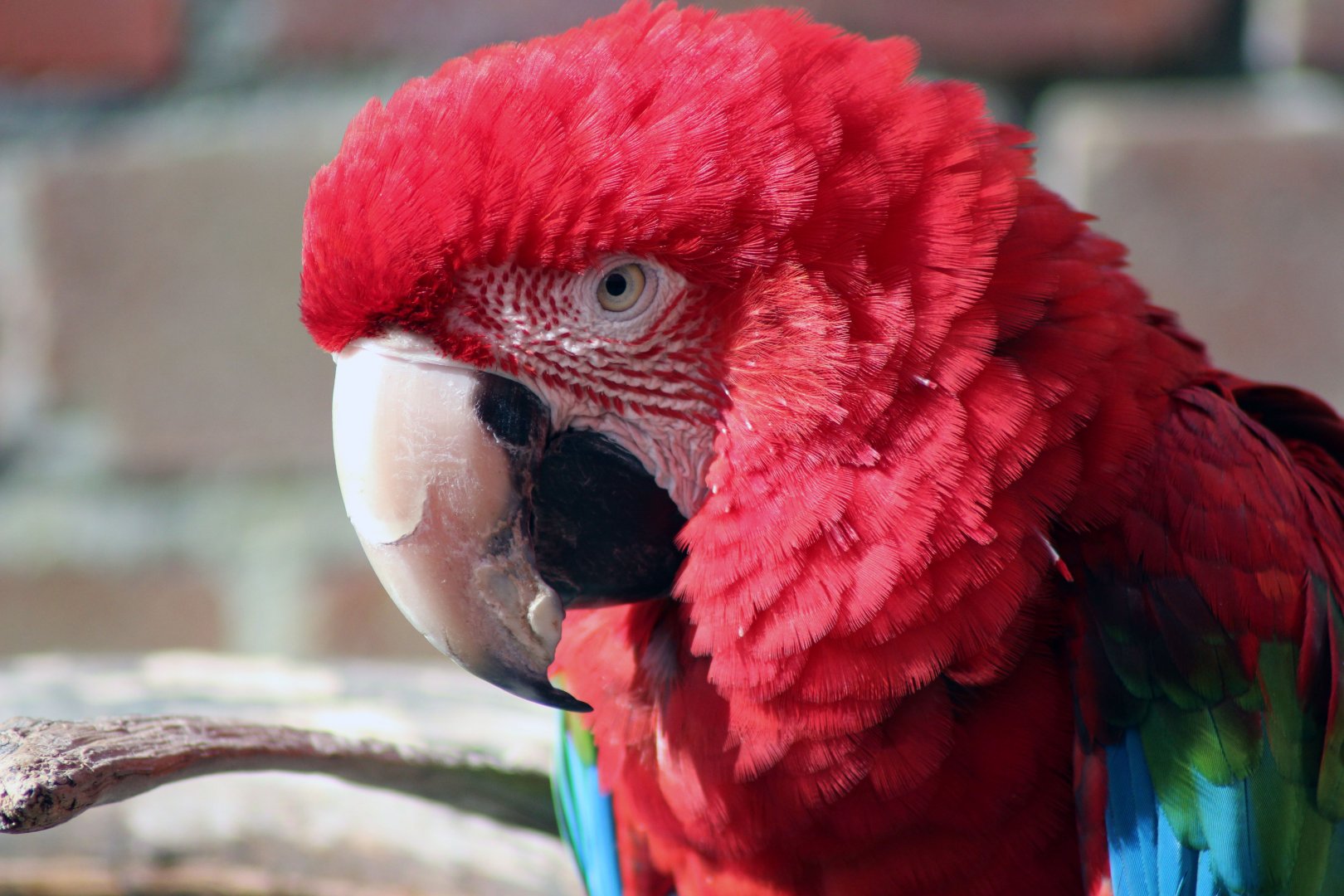 Poppy Macaw