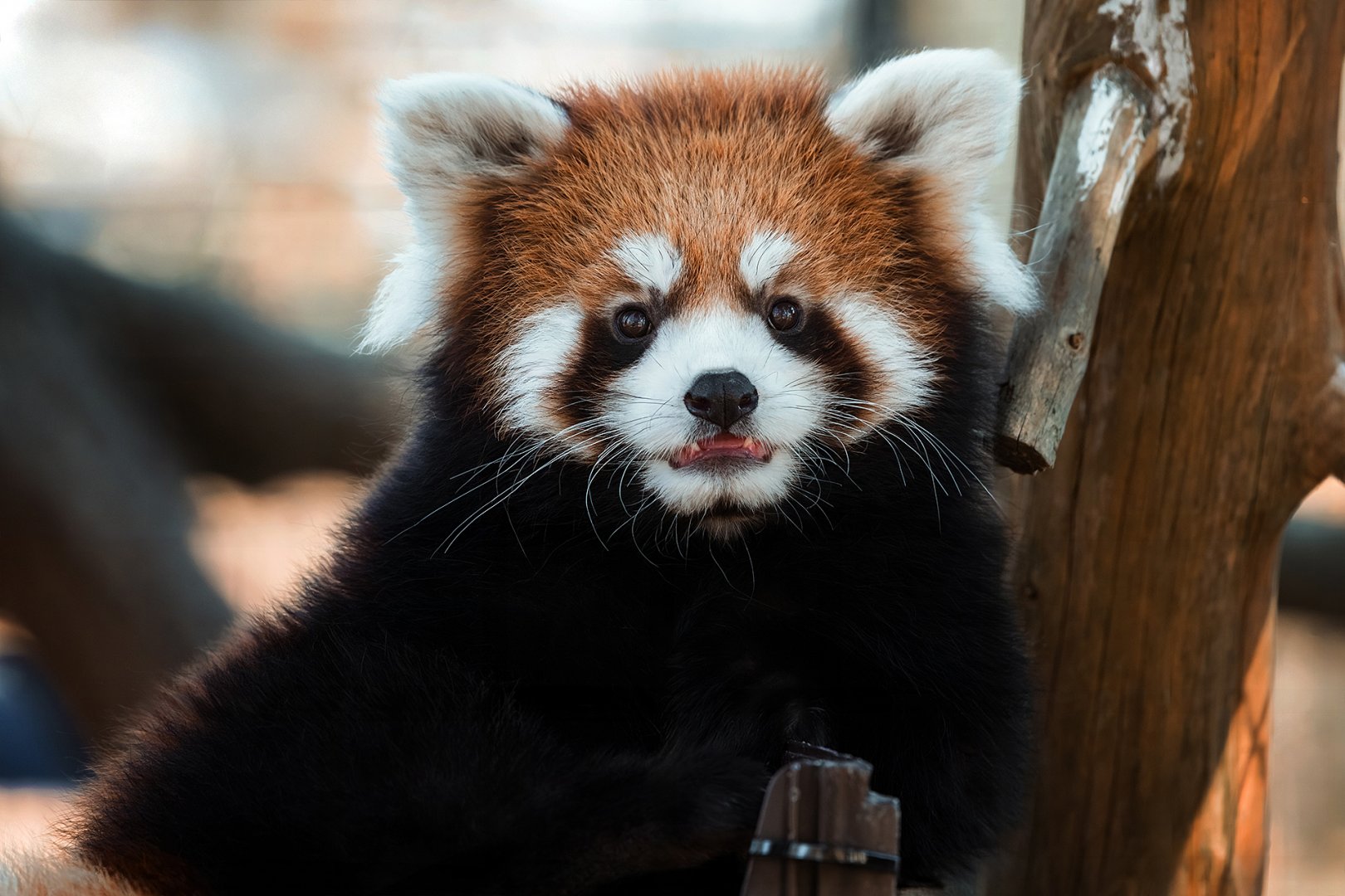 Poppy, Red panda (Ailurus fulgens)
