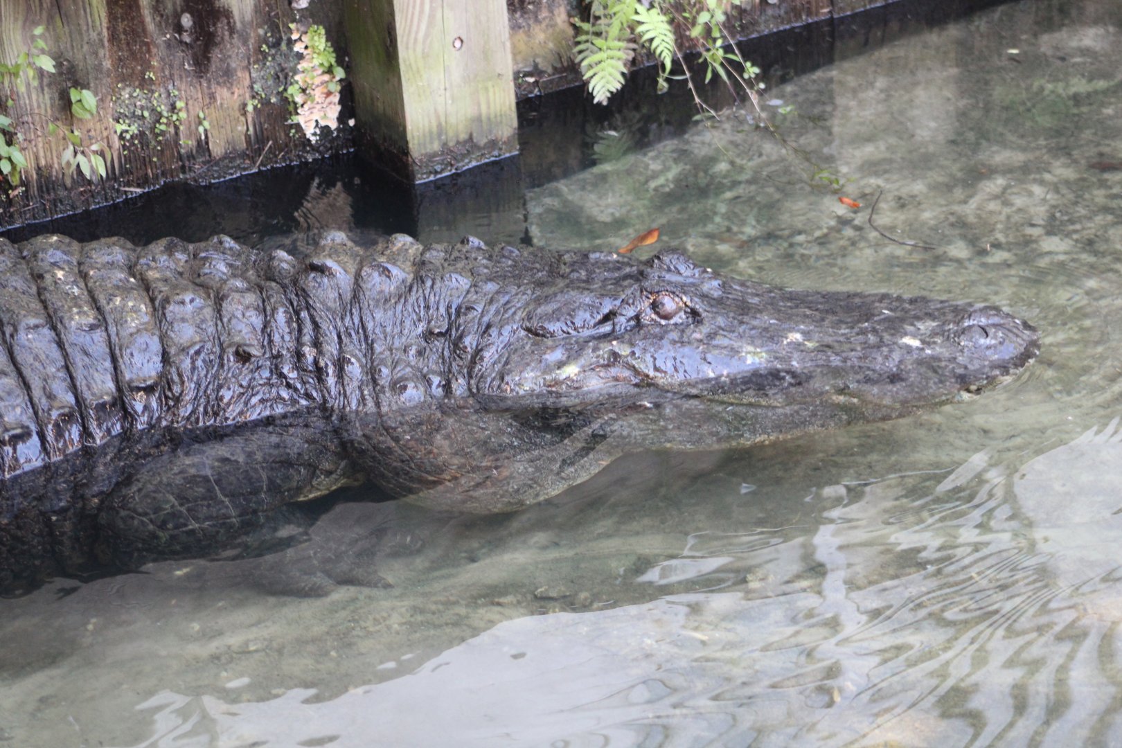 Pops the American Alligator (Alligator mississippiensis)