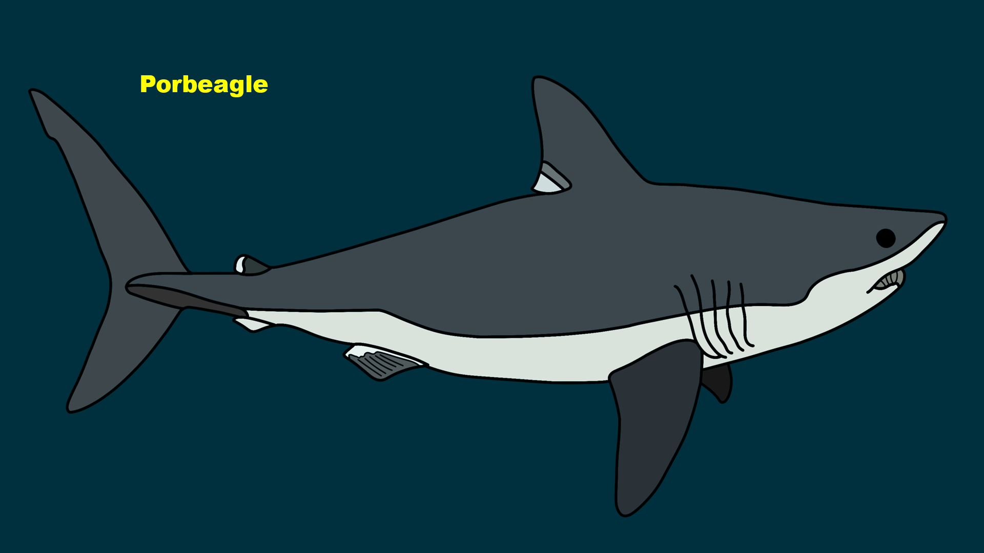Porbeagle (Lamna nasus)