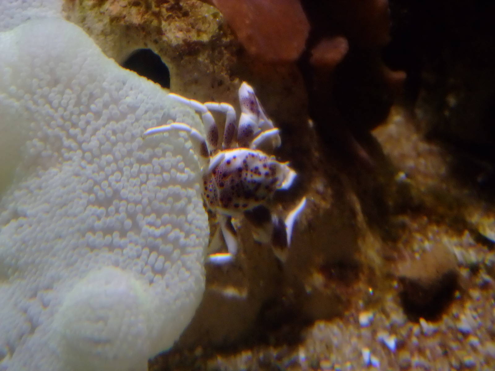 Porcelain Crab at SLC London, 17/11/11