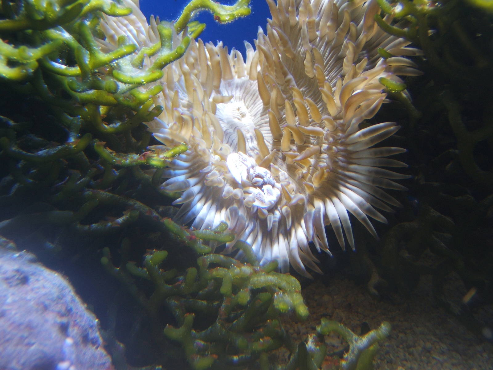 Porcelain Crab (Neoptrolistha species)