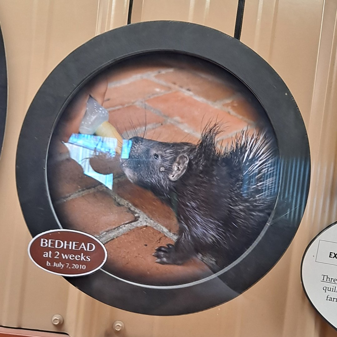 Porcupette Baby Pic (1/25/25)