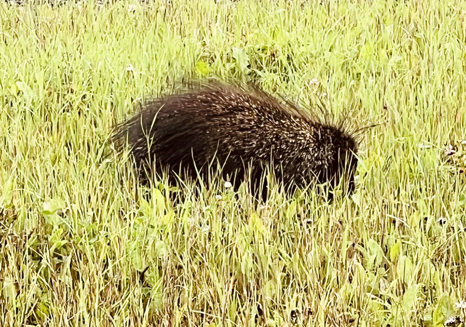 Porcupine - Alaska