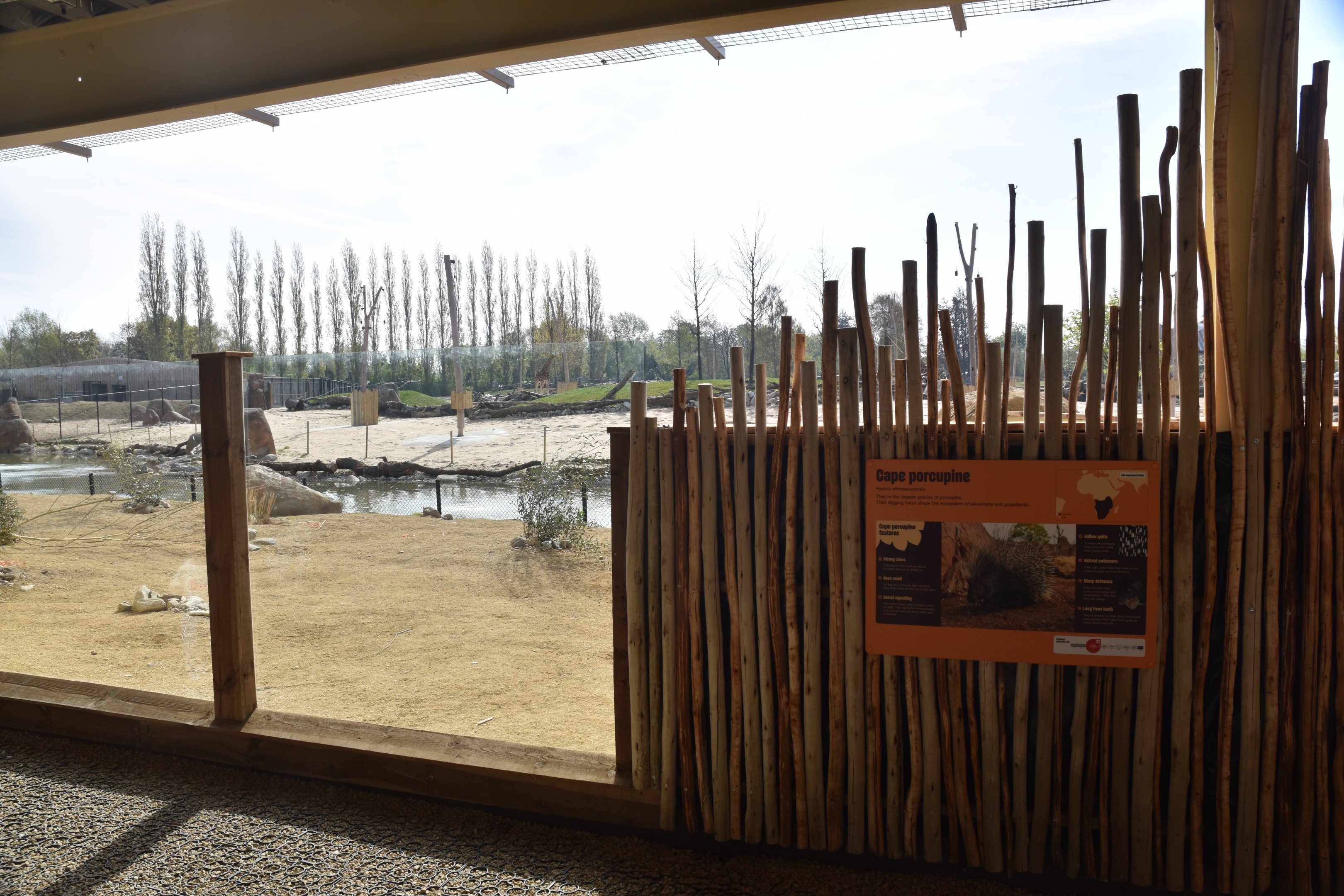 Porcupine and (Future) Fox Viewing on Lower Level, Heart of Africa at Chester, 12th April 2025