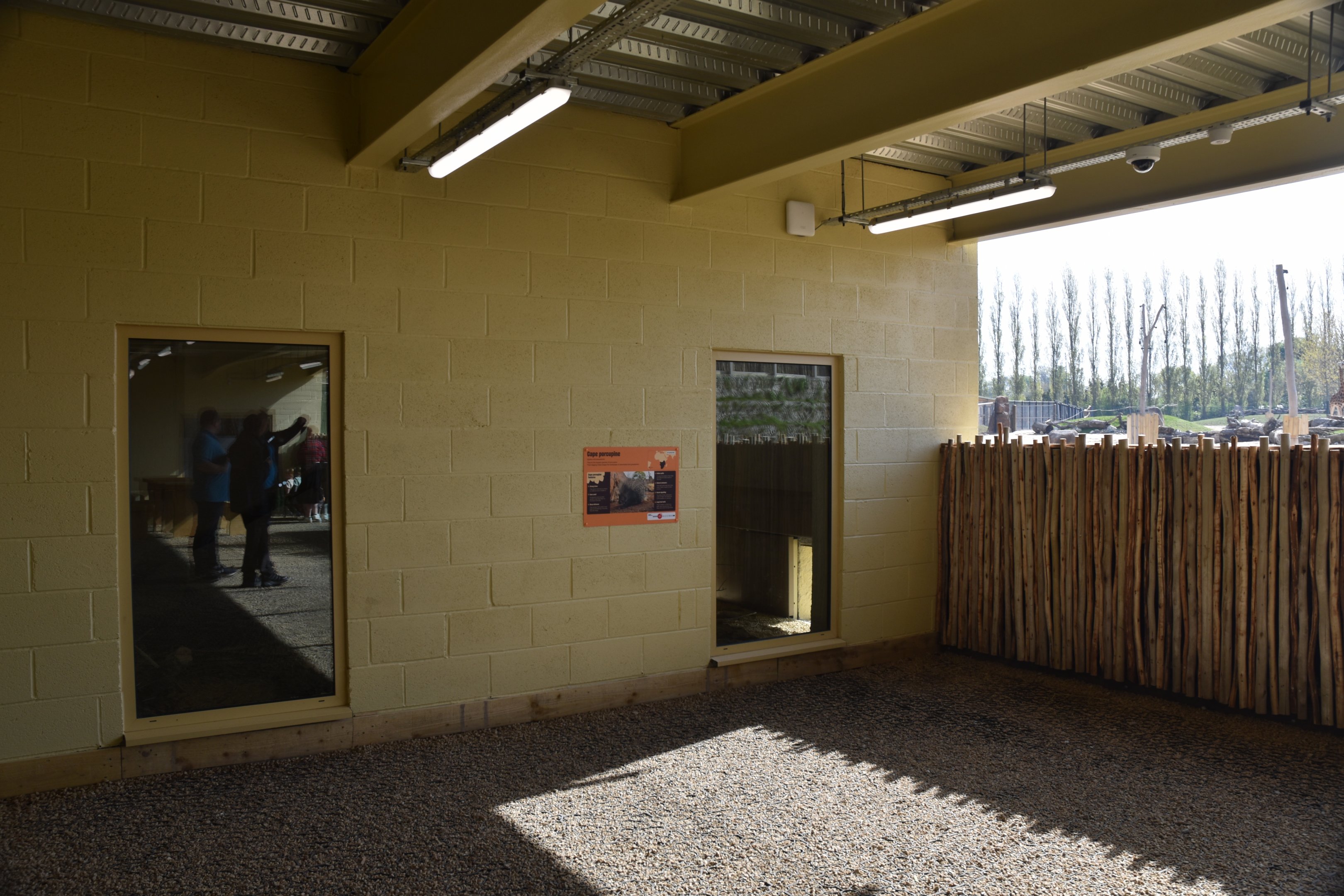 Porcupine and (Future) Fox Viewing on Lower Level, Heart of Africa at Chester, 12th April 2025