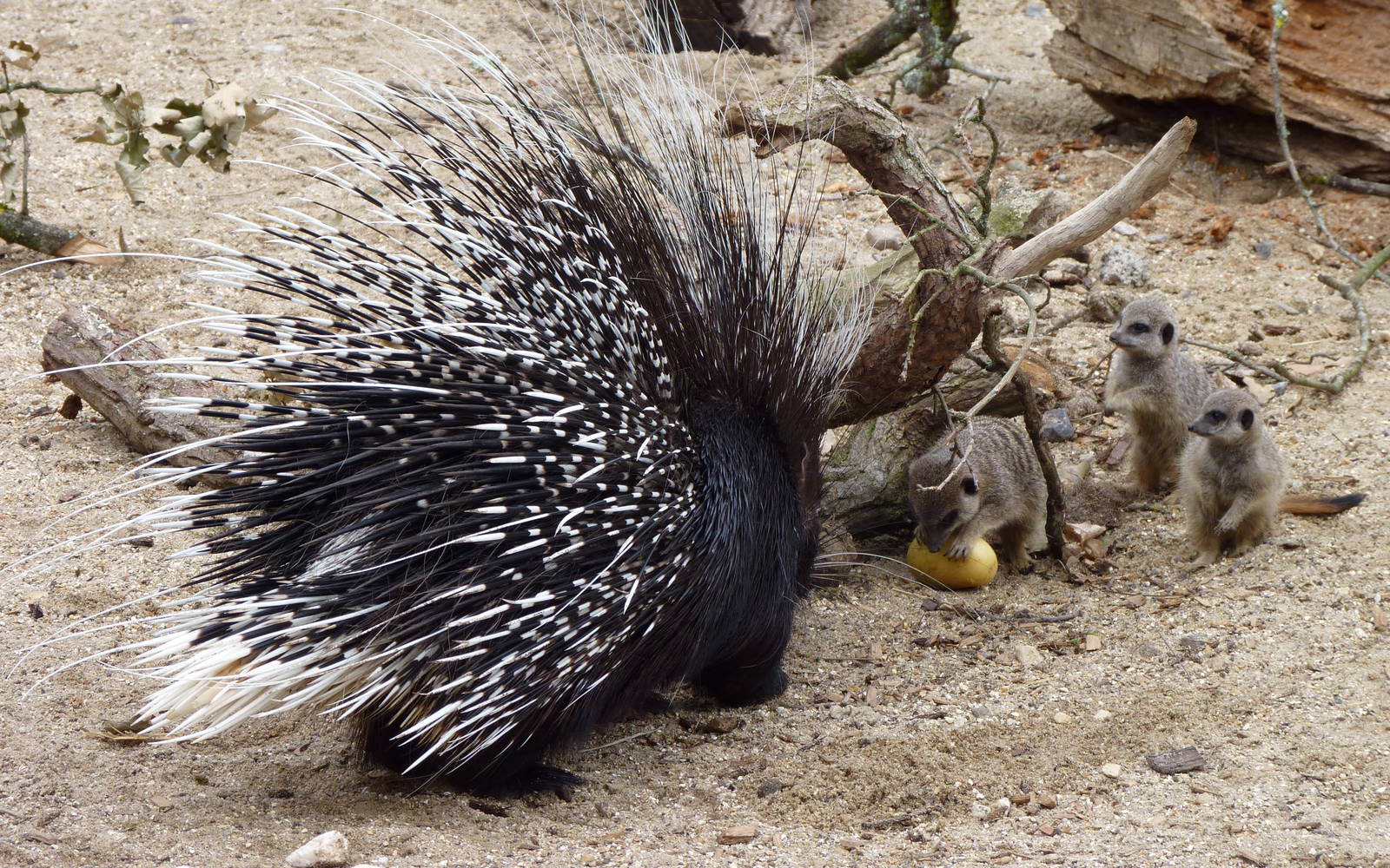 Porcupine and Meerkats