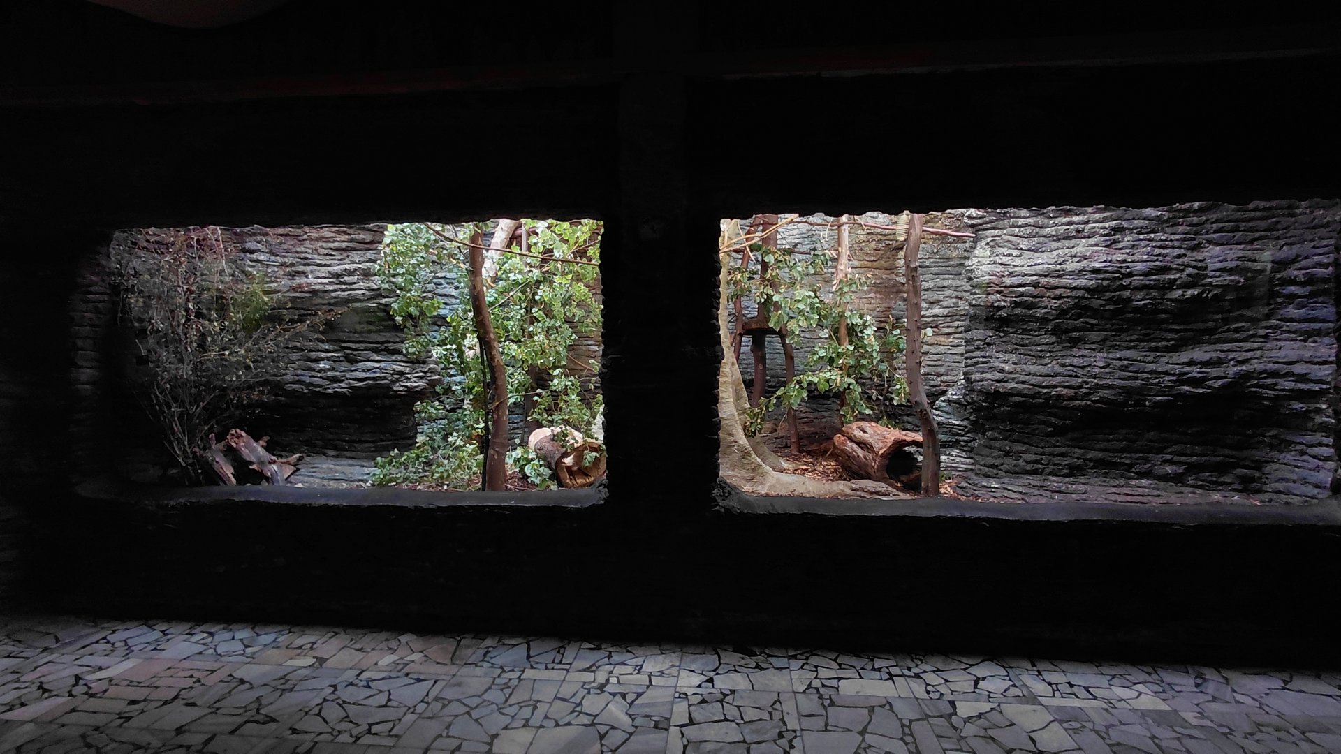 Porcupine and squirrel mixed exhibit