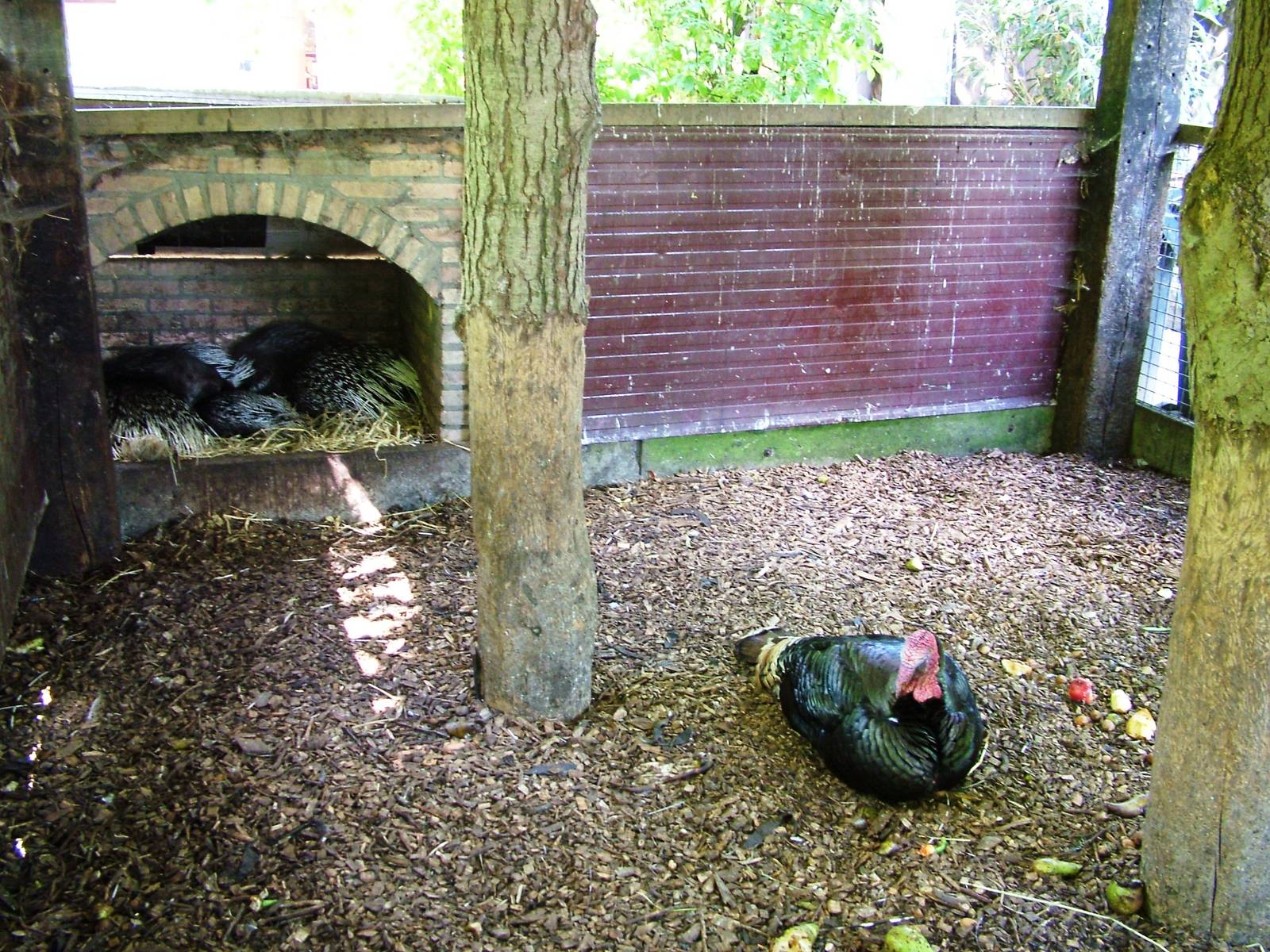 Porcupine and Turkey Enclosure at De Paay, 02/06/12