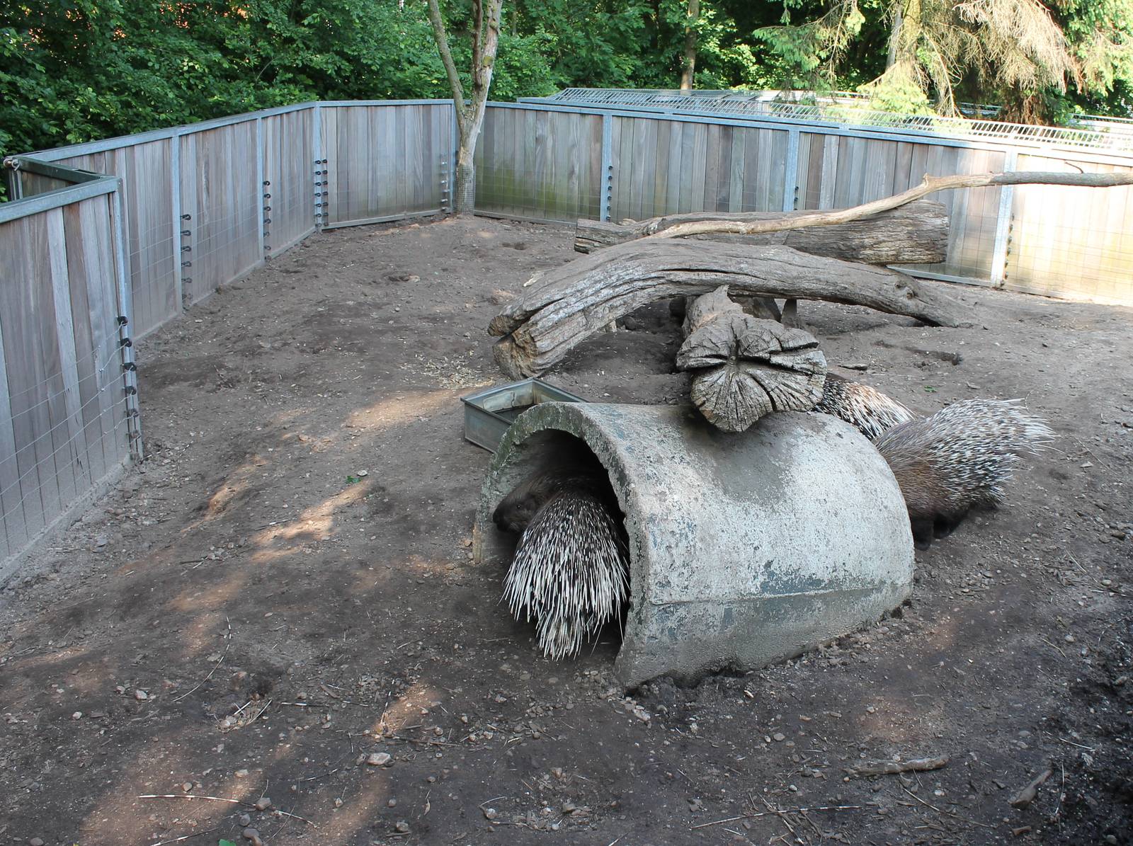 Porcupine and Yellow mongoose enclosure