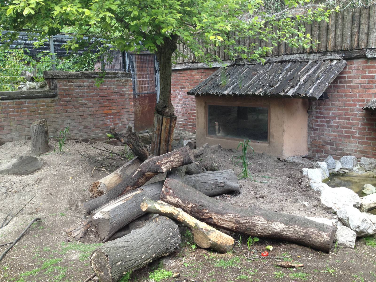 Porcupine and yellow mongoose