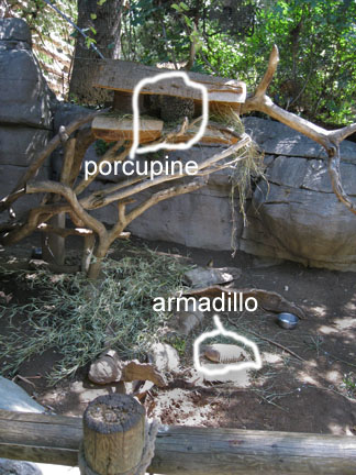 porcupine armadillo exhibit