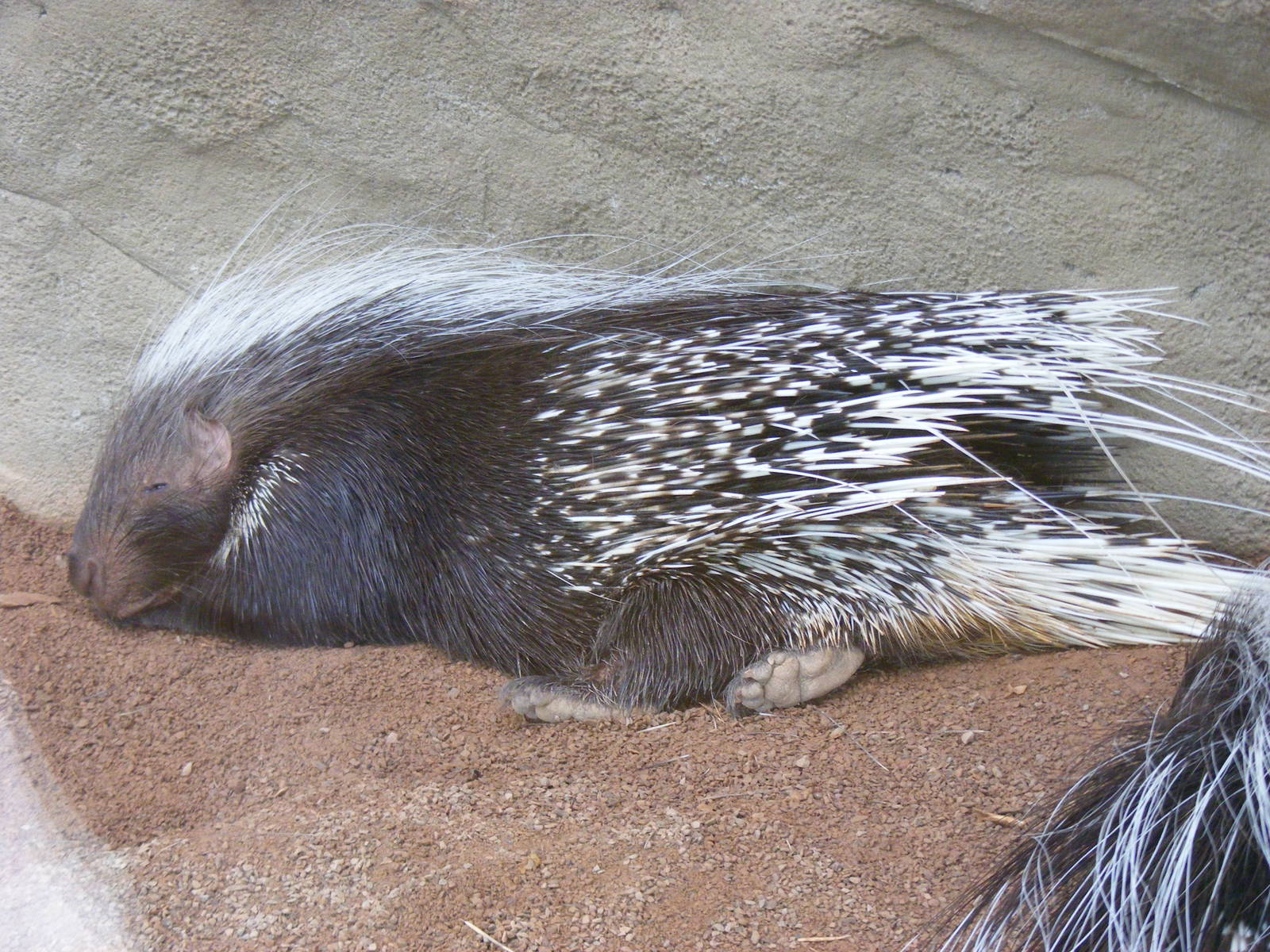 Porcupine at Chester Zoo, 15 June 2011