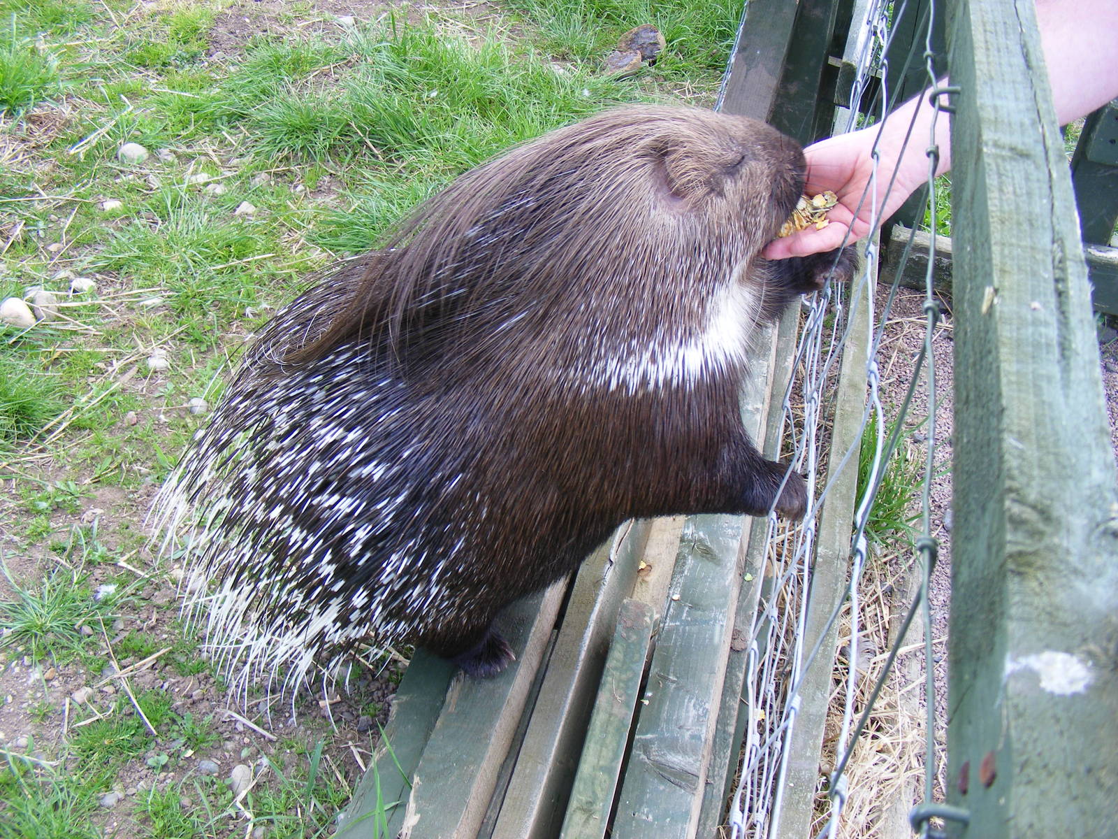 Porcupine at Fife Animal Park, 18 May 2010