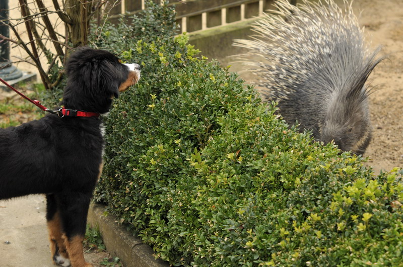Porcupine at Grömitz