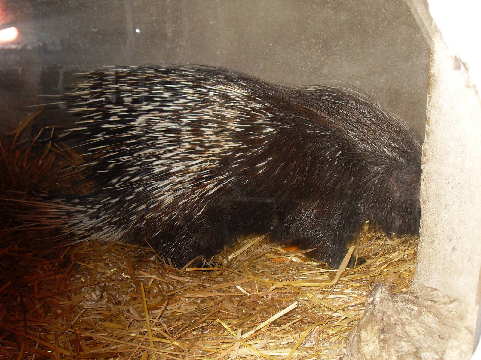 Porcupine at The Seal Sanctuary Mablethorpe