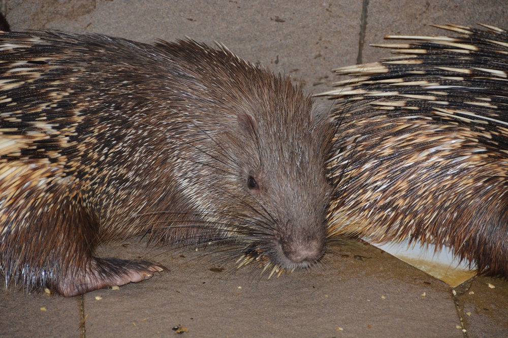 Porcupine, Bali Turtle Park