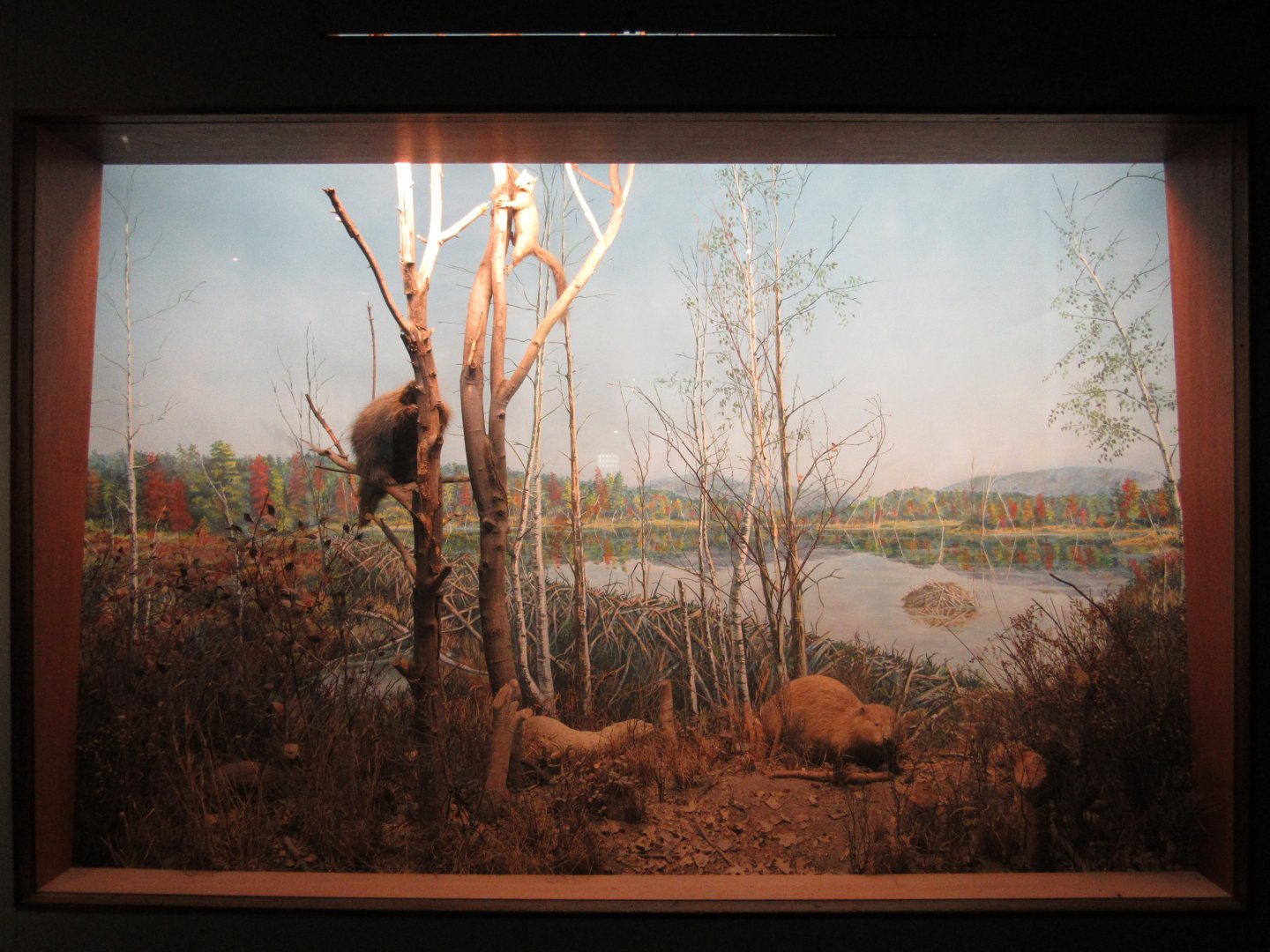 Porcupine & Beaver Diorama