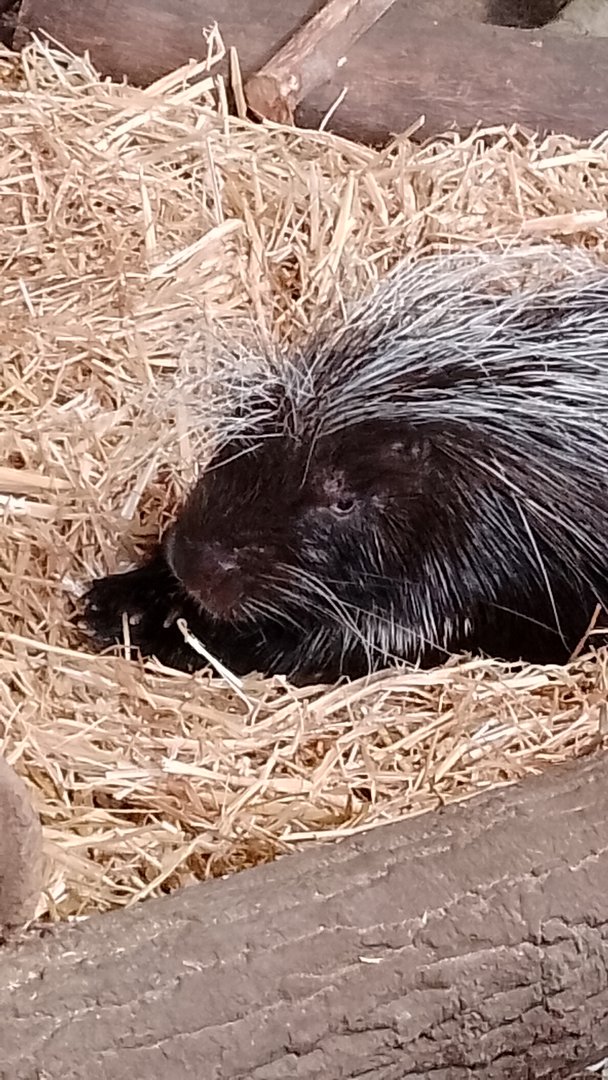 Porcupine closeup