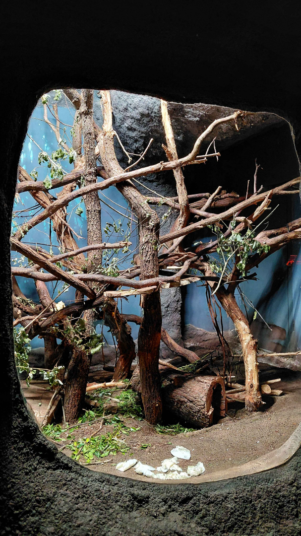 Porcupine + clouded rat exhibit