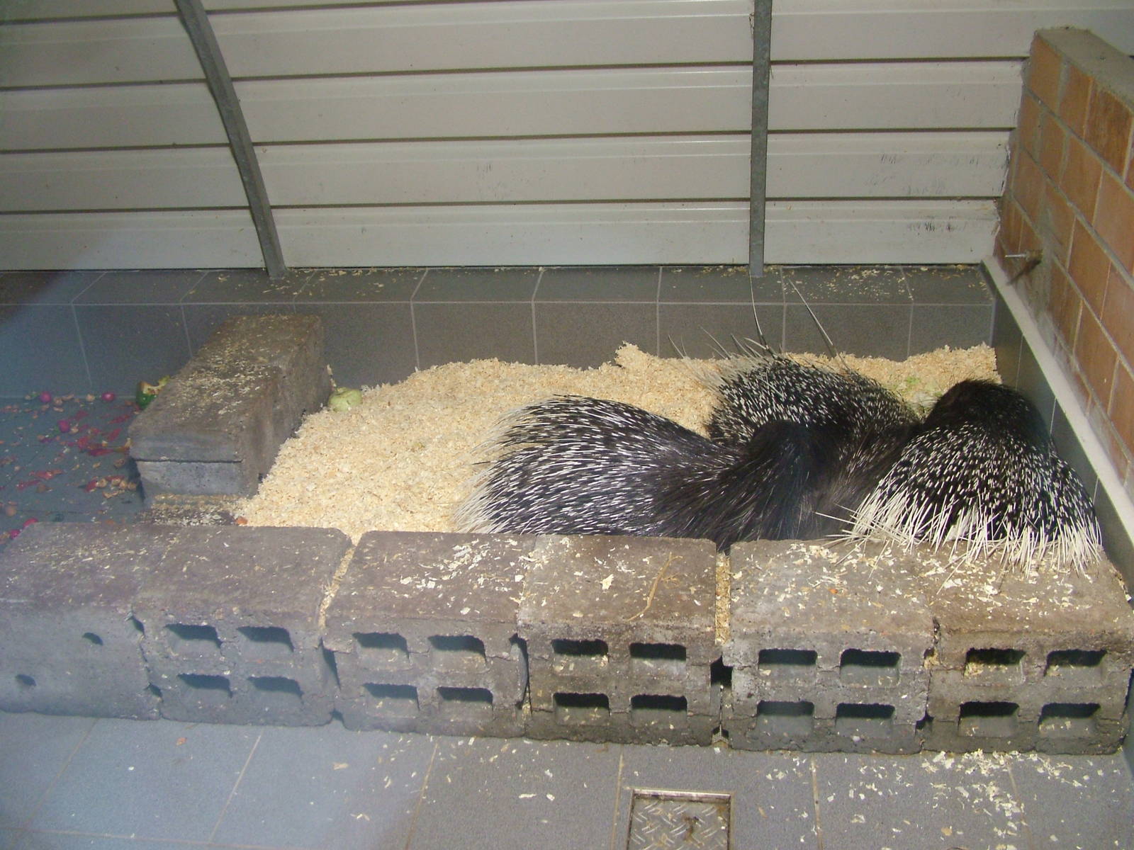 Porcupine Den at Darmstadt, 30/08/10