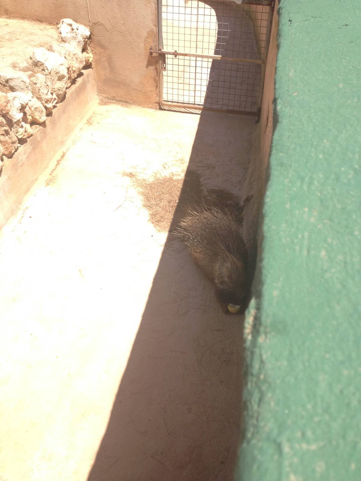 Porcupine eating a pear