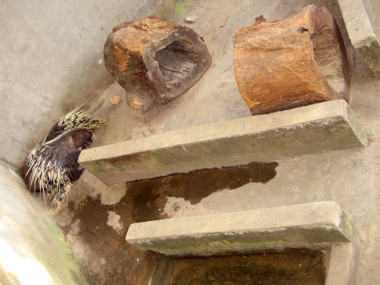 Porcupine enclosure, Angkor Zoo - 2005