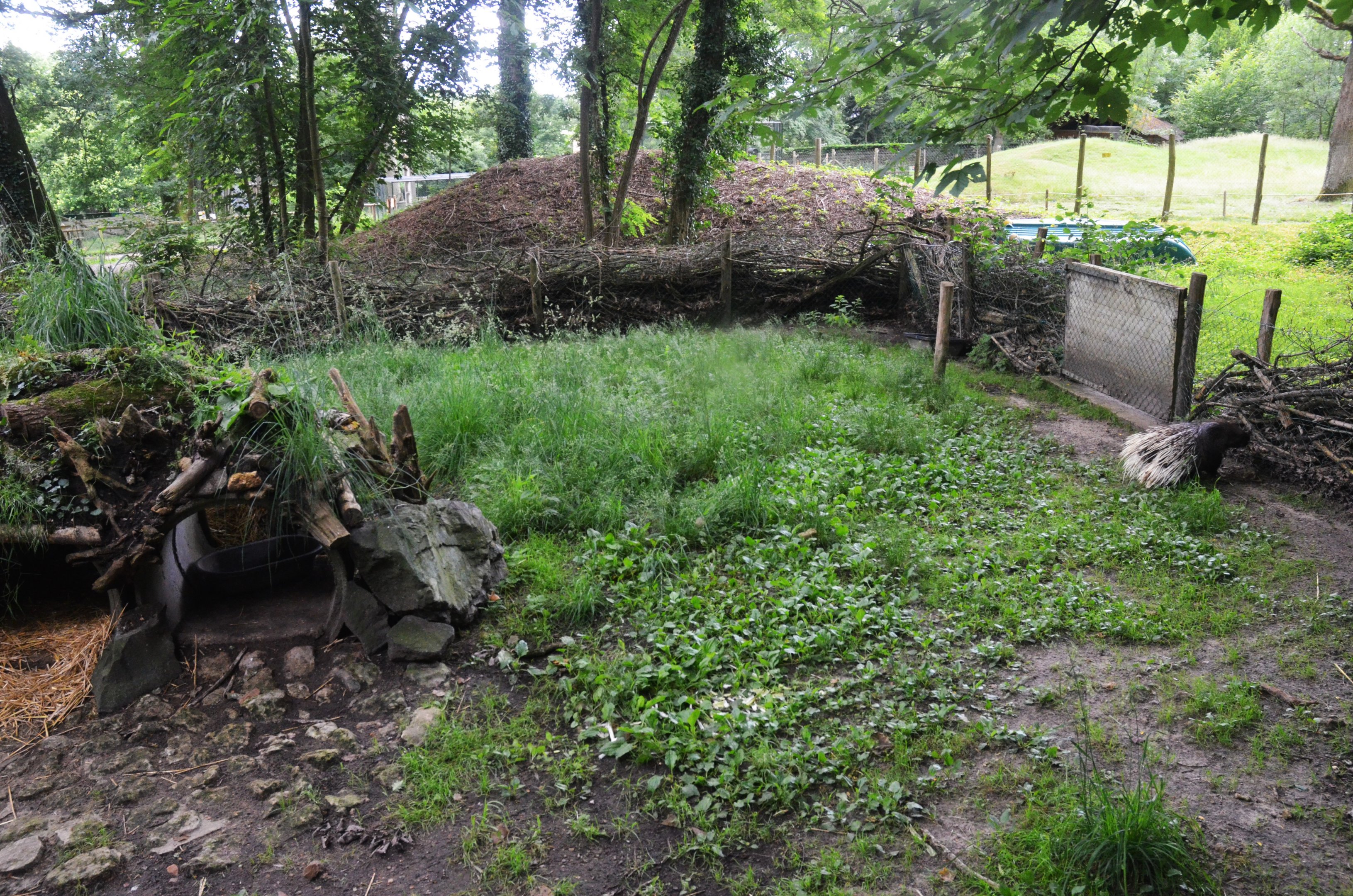 Porcupine Enclosure at Pescheray, 13/06/18