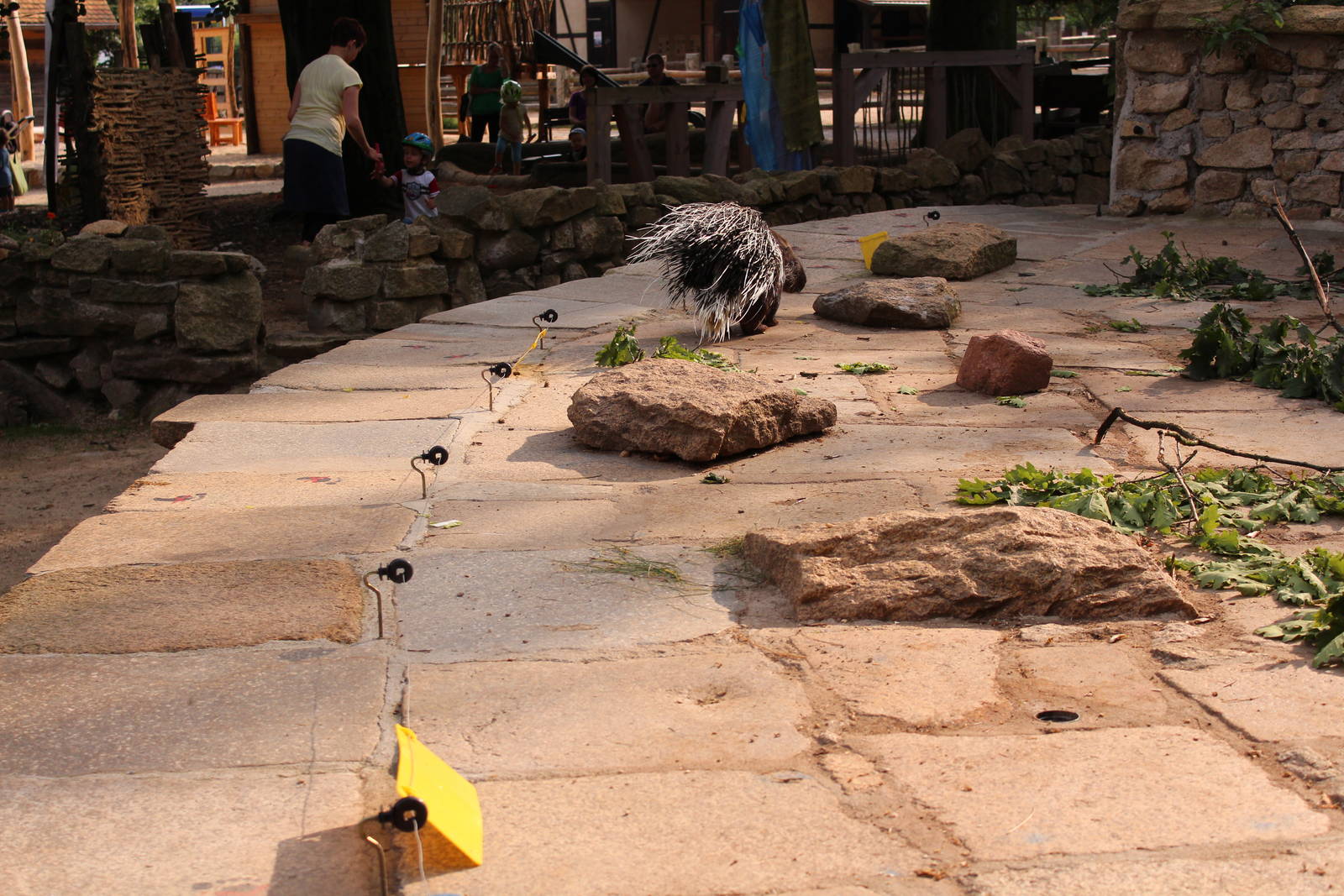 Porcupine enclosure, July 2013
